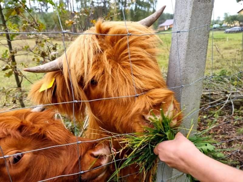 Domek Letniskowy Nad Stawem Βίλα Lipusz Εξωτερικό φωτογραφία